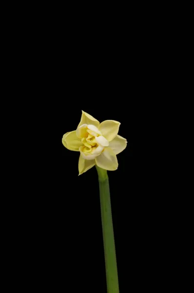 검은 배경에 피어 있는 봄 꽃 혹은 수선화. — 스톡 사진
