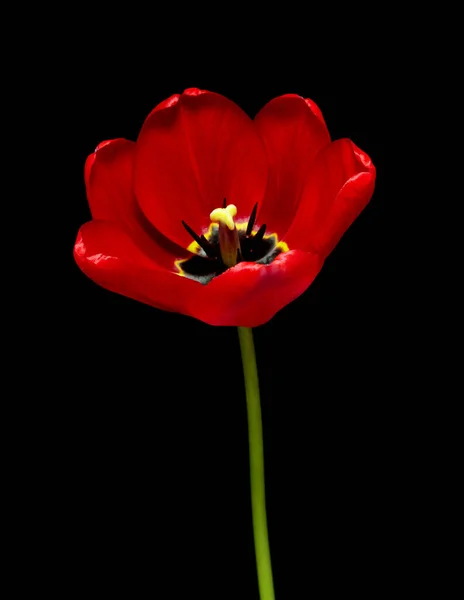 Весенний цветок Тюльпаны цветут на черном фоне. — стоковое фото