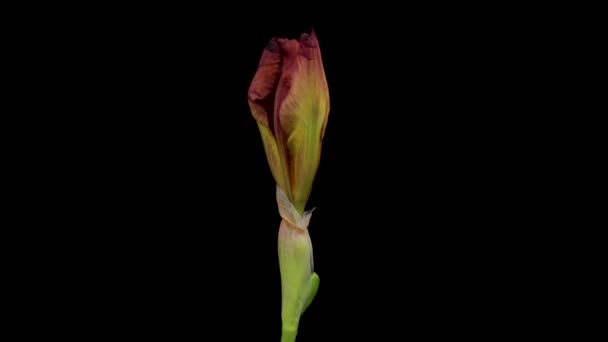 Time-lapse of growing iris flower. Spring flower iris blooming on black background. — Vídeo de Stock