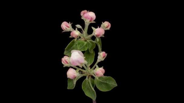 Time-lapse of a white flowers Apple blossom. Spring flower Apple blooming on black background. — Stockvideo