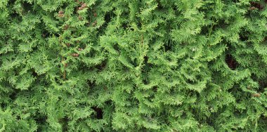 Thuja çit dokusu. Arborvitae bitki deseni. Bahçe çiti arkaplanı