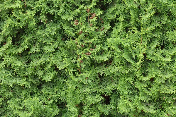 Thuja hedge texture. Arborvitae plant pattern. Gardening hedge background — Zdjęcie stockowe