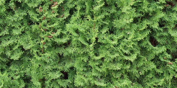Thuja hedge texture. Arborvitae plant pattern. Gardening hedge background — Zdjęcie stockowe