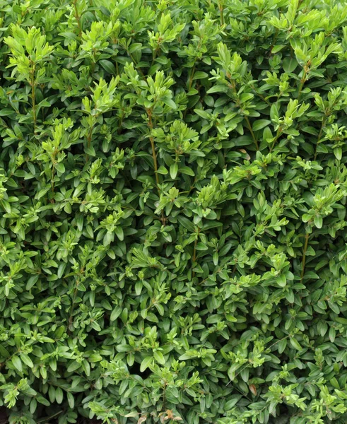 Boxwood hedge texture. Buxus plant pattern. Gardening hedge background. — Stock fotografie