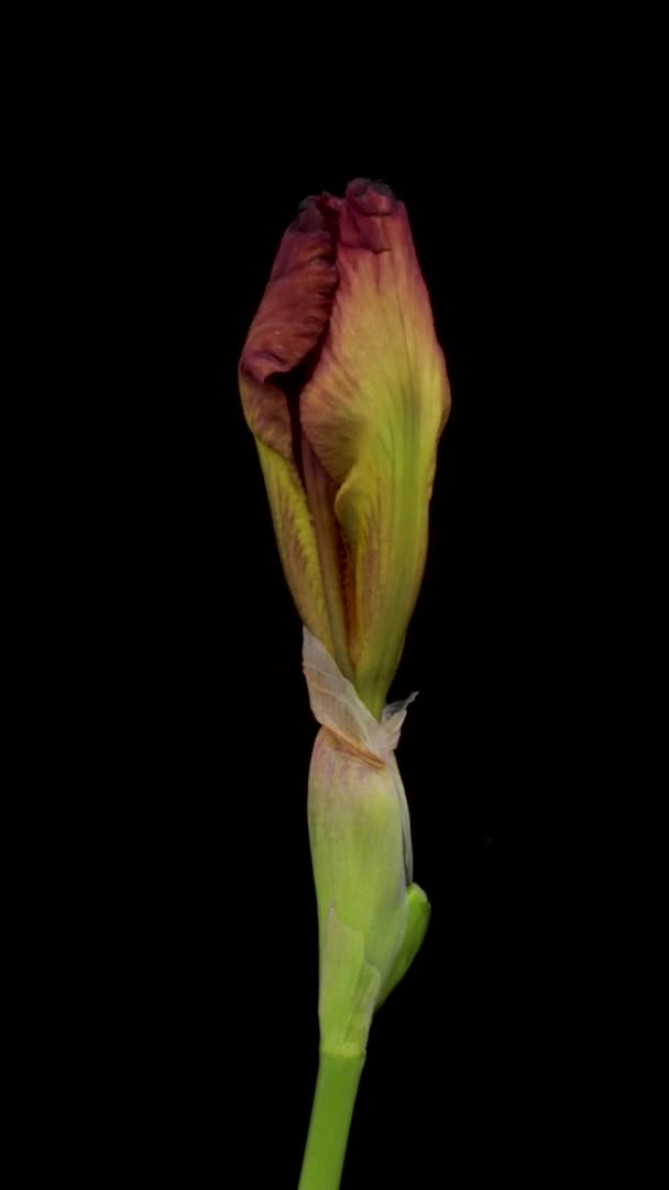 Zeitraffer der wachsenden Irisblüte. Frühling Blume Iris blüht auf schwarzem Hintergrund. — Stockvideo