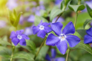 Vinca minör veya menekşe. Çayırı kaplayan mor vinka çiçekleri.