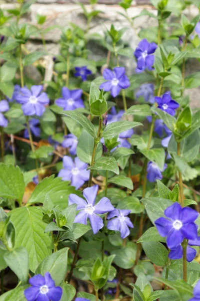 Vinca minor or periwinkle. Violet vinca flowers covering the meadow ground. — Φωτογραφία Αρχείου