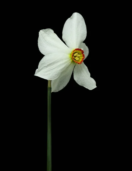 Bahar çiçeği nergisleri ya da narsislerin siyah arka planda açması. — Stok fotoğraf