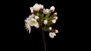 Beyaz bir çiçeğin zaman aşımına uğramış kiraz çiçeği. Siyah arka planda açan ilkbahar kirazı..