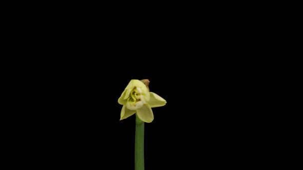 Time-lapse av växande vita påskliljor eller narcissus blomma, Spring påskliljor blommar på svart bakgrund. — Stockvideo