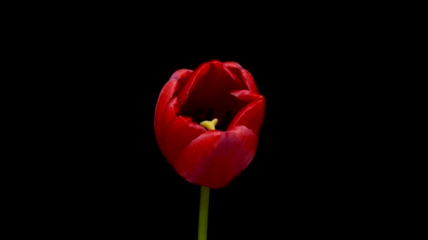 Timelapse de flor de tulipán rojo floreciendo sobre fondo negro, concepto de vacaciones — Vídeo de stock