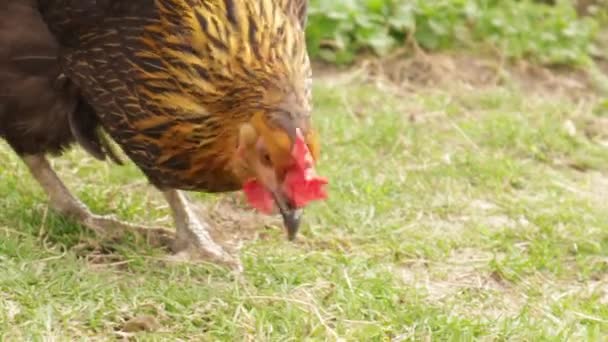 Chicken in Farm Organic , Chickens eating grains on free range farm with green grass, Poultry farm. — Stockvideo