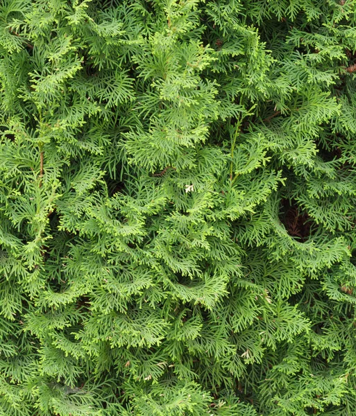Thuja hedge texture. Arborvitae plant pattern. Gardening hedge background — Stockfoto