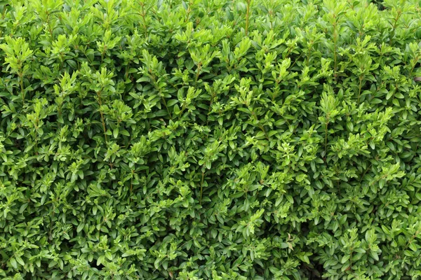 Boxwoodヘッジテクスチャ。ブクサスの植物パターン。庭のヘッジの背景. — ストック写真