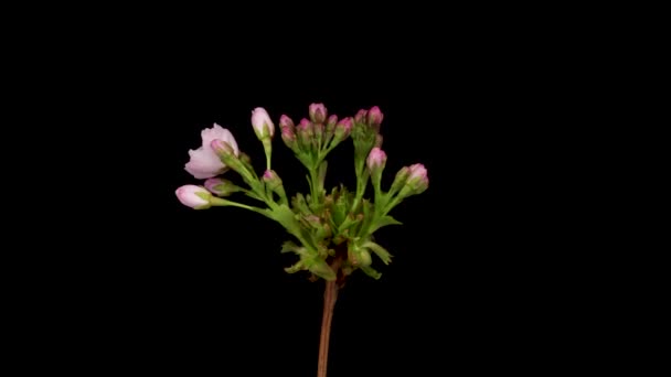 Time-lapse of a pink flowers cherry blossom. Spring flower Sakura blooming on black background. — Video