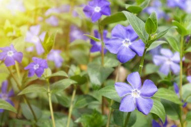 Vinca minör veya menekşe. Çayırı kaplayan mor vinka çiçekleri.