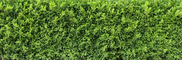 Boxwood hedge texture. Buxus plant pattern. Gardening hedge background. — Stockfoto