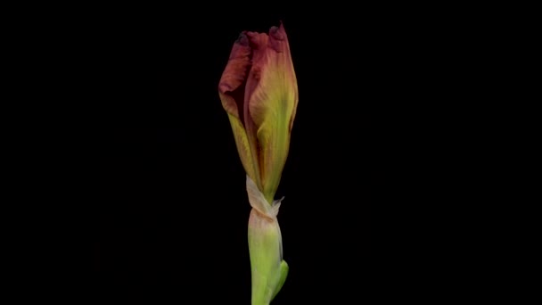 Χρονικό όριο ανάπτυξης λουλουδιού ίριδας. Άνοιξη ίριδας λουλούδι ανθίζει σε μαύρο φόντο. — Αρχείο Βίντεο