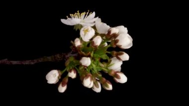 Beyaz bir çiçeğin zaman aşımına uğramış kiraz çiçeği. Siyah arkaplanda çiçek açan bahar çiçeği, dikey görüntüler.