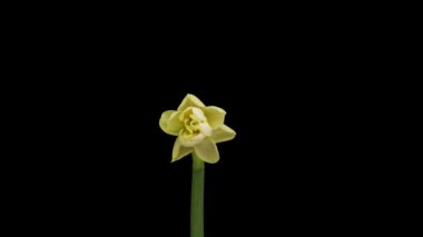 Time-lapse of growing white daffodils or narcissus flower, Spring daffodils blooming on black background