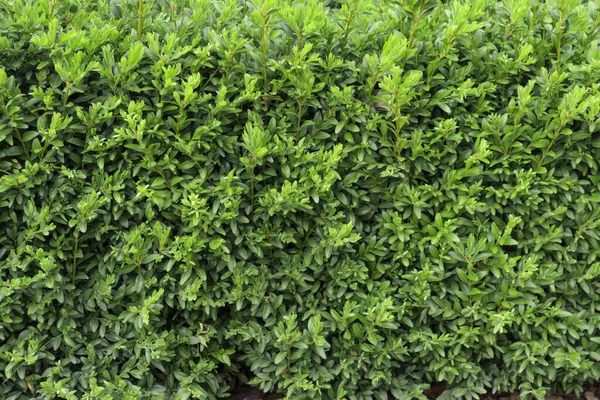 Boxwood Hedge Texture Buxus Plant Pattern Gardening Hedge Background — Stockfoto