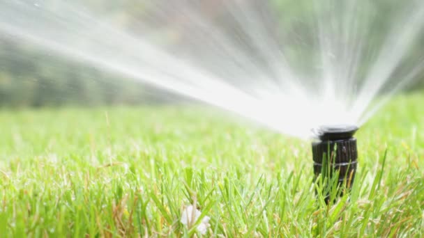 Gräsbevattning Trädgård Bevattning Sprinkler Vattning Gräsmatta — Stockvideo