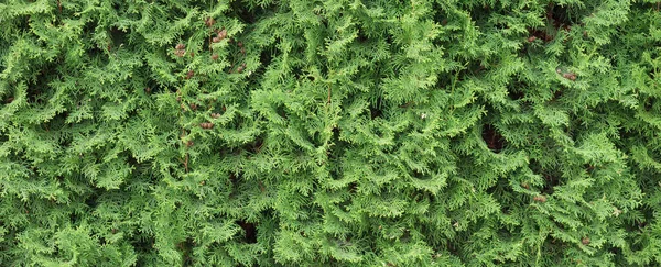 Textura Sebe Thuja Padrão Planta Arborvitae Jardinagem Hedge Fundo — Fotografia de Stock