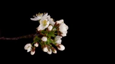 Beyaz bir çiçeğin zaman aşımına uğramış kiraz çiçeği. Siyah arkaplanda çiçek açan bahar çiçeği, dikey görüntüler.