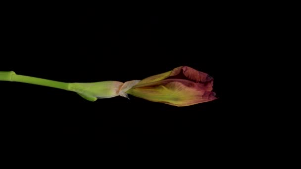 Χρονικό Όριο Του Αναπτυσσόμενου Μπλε Λουλουδιού Ίριδας Άνοιξη Ίριδας Λουλούδι — Αρχείο Βίντεο