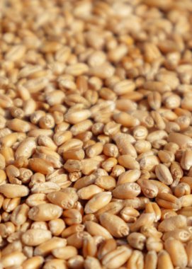 Olgun altın buğday hasadına yakın çekim, seçilmiş odak