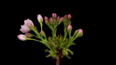 Pembe çiçeklerin zaman aşımına uğramış kiraz çiçekleri. Siyah arka planda açan bahar çiçeği Sakura.