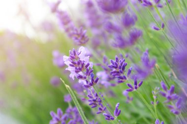 Lavanta çiçeğine odaklan. Lavanta rengi sabah yaz arkaplanı bulanık