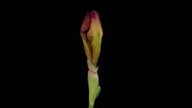 Büyüyen mavi iris çiçeğinin hızlandırılmış hali. Siyah arka planda açan bahar çiçeği.