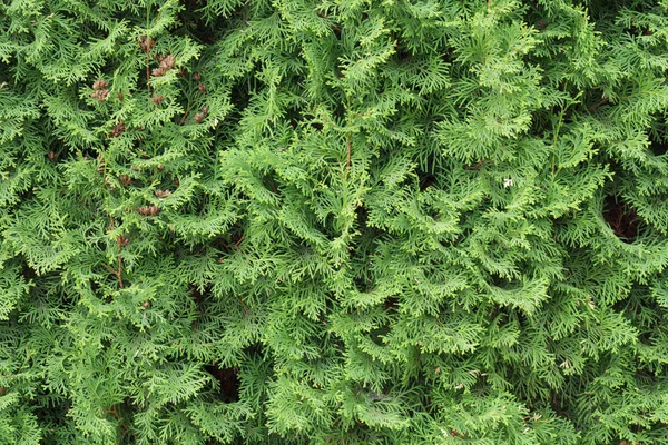 Thuja Hedge Texture Arborvitae Plant Pattern Gardening Hedge Background — Stockfoto