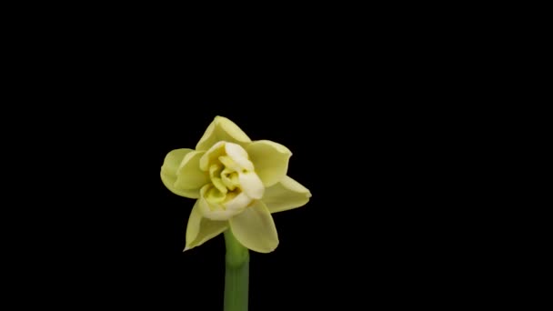 Time Lapse Growing White Daffodils Narcissus Flower Spring Daffodils Blooming — Vídeo de Stock