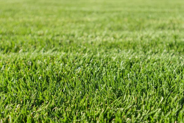 Close Green Lawn Sunny Day Selective Focus — Stock Photo, Image