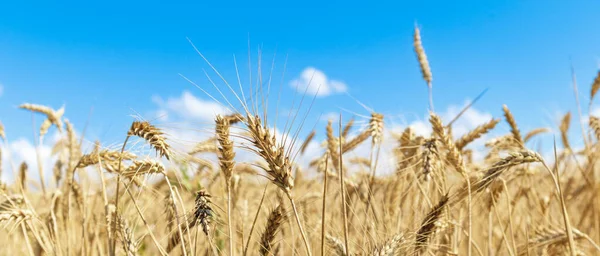 Gold Wheat Field Blue Sky Crops Field Selective Focus — 스톡 사진