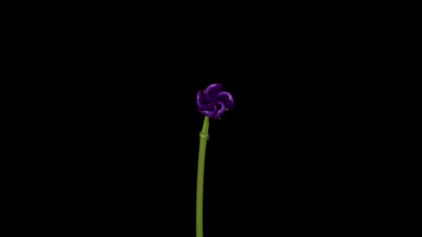 Временной Интервал Взросления Винки Перивинкля Цветы Виолончели Черном Фоне — стоковое видео