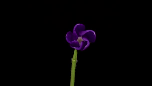 Time Lapse Growing Vinca Minor Periwinkle Violet Vinca Flowers Blooming — ストック動画