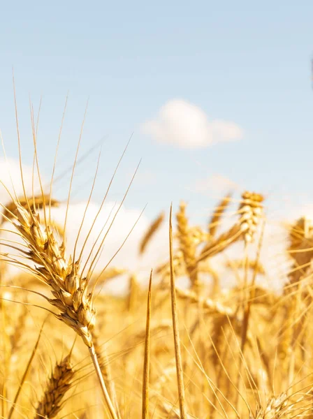 Gold Wheat Field Blue Sky Crops Field Selective Focus — Zdjęcie stockowe