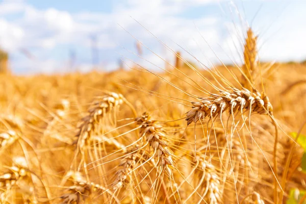 Gold Wheat Field Blue Sky Crops Field Selective Focus — Fotografia de Stock