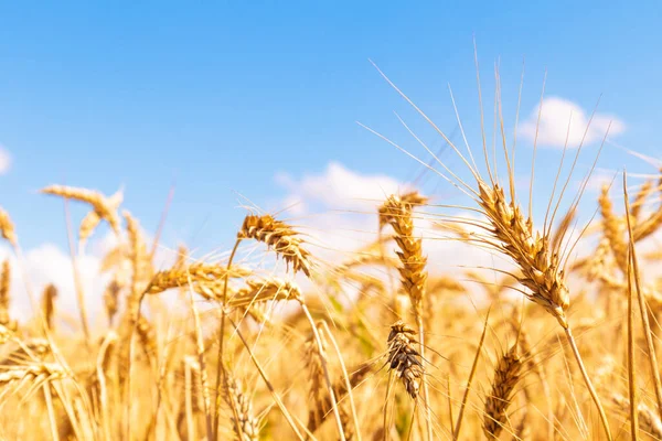 Gold Wheat Field Blue Sky Crops Field Selective Focus — 스톡 사진