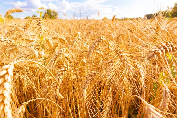 Gold Wheat Field Blue Sky Crops Field Selective Focus — Stockfoto