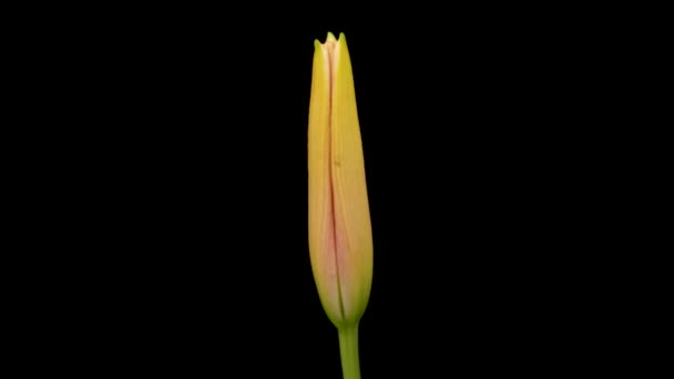 Beautiful Flowers Day Lily Opening Blooming Lily Flowers Black Background — Stockvideo