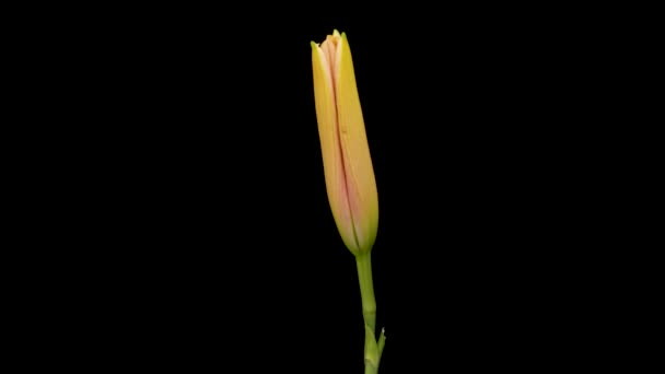 Beautiful Flowers Day Lily Opening Blooming Lily Flowers Black Background — Αρχείο Βίντεο