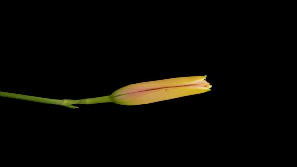 Beautiful Flowers Day Lily Opening Blooming Lily Flowers Black Background — Video Stock