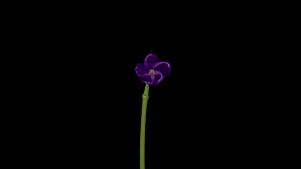 Time Lapse Growing Vinca Minor Periwinkle Violet Vinca Flowers Blooming — ストック動画