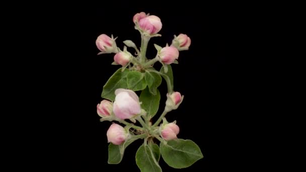 Time Lapse White Flowers Cherry Blossom Spring Flower Cherry Blooming — Wideo stockowe