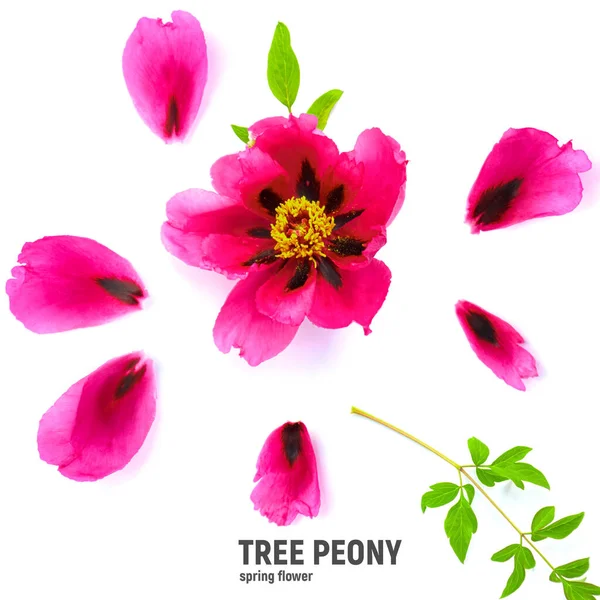 Tree Peony in flower close up. Pink peony flowers isolated on white background