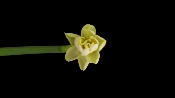 Час Перемикання Вирощування Білих Нарцисів Або Квітки Нарциса Весняні Нарциси — стокове відео